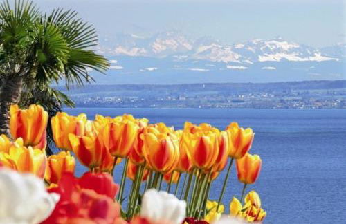 Apartment Rose - Foto 10