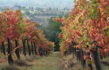 Umbria Valnerina in Noble Residence near Spoleto Apartment x 4-6 persons - Foto 39