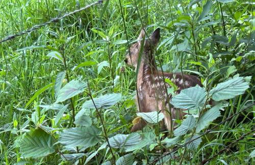 Romantikhütte Winterberg-Willingen - Foto 29