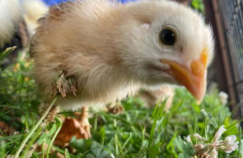 Ferienhof Kluvetasch Appartement Nr 2 - Strandmuschel - Foto 31