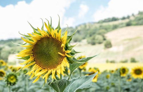 Agriturismo Goccia di Luna - Foto 132