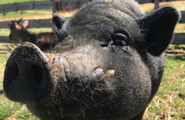 Ferienhof Gerda - Foto 8