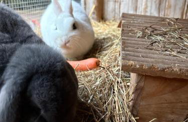 Ferienwohnung Schatzkisterl - Foto 2
