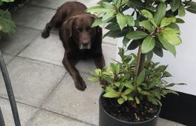 Bijou Cottage - Foto 24