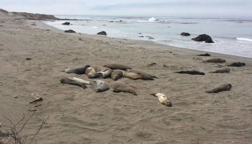 Pelican Place in Morro Bay - Foto 2