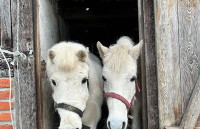 Ferien-und Bauernhof Gauster - Foto 21