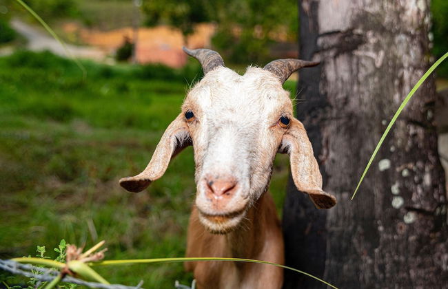 Chácara Shallon -São Miguel dos Milagres - Foto 36