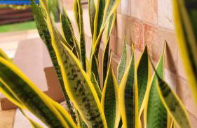 Casa à beira mar de Maragogi com 4 quartos, 4 banheiros e Área Verde - Foto 62