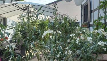 La Cigogne dorée Gite de charme 4 étoiles - Foto 3, Garden view