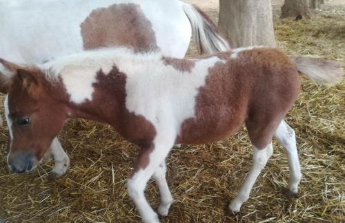 Agriturismo Torrevecchia - Foto 6