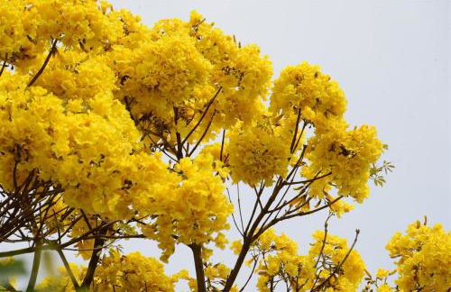 Quintal das Araucárias hospedagem - Foto 11