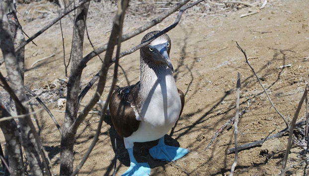 Typical fauna of the island