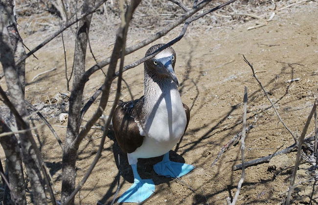 Isla de la Plata Excursion - Photo 2