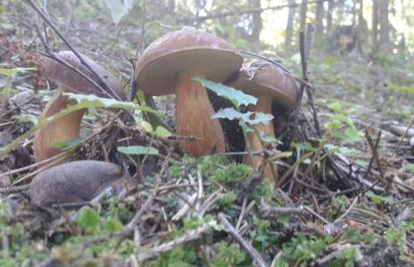 Wiejska Chata - Foto 50