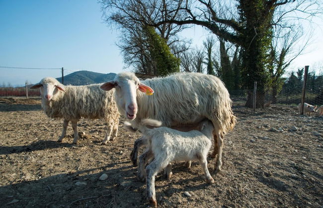 Fattoria Didattica La Collina Incantata - Photo 43