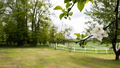 Obermühle Duderstadt - Foto 3, Garden