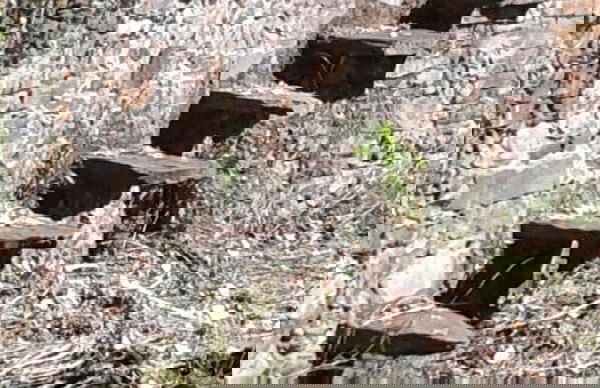 Apartamento Prunus Avium - Foto 16