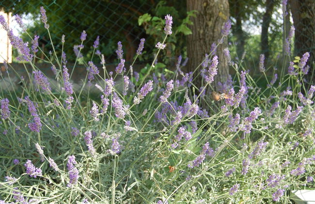 Il Giardino degli Ulivi - Foto 38