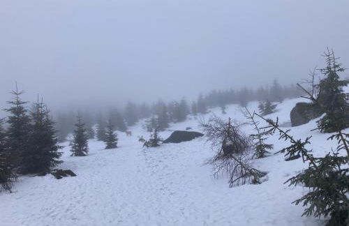 Dreisessel Dreiländereck Pool Sauna - Foto 33