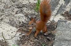 Apartamenty Leśna Plaża - Foto 35