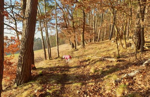 Exklusive Ferienwohnung Bad Salzschlirf - direkt am Waldrand - großer Garten kompett umzäunt - Hunde willkommen - 2 private Stellplätze - Foto 74
