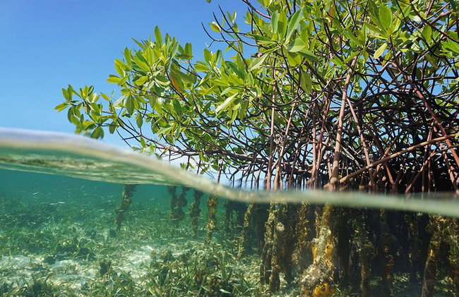 Jungle Tour - Mangroves & Snorkel For Couples - Photo 8