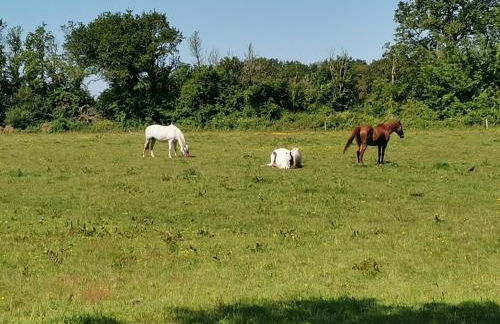 Les Cerisiers du Rouz - Foto 19
