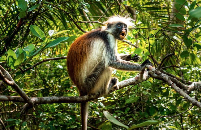 Excursão ao Jozani National Park - Foto 6
