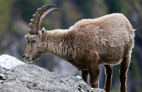 VAUJANYLOCATIONS - Chalet Opaline - Foto 59