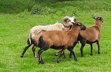 La Longère des Basses Terres - Photo 2