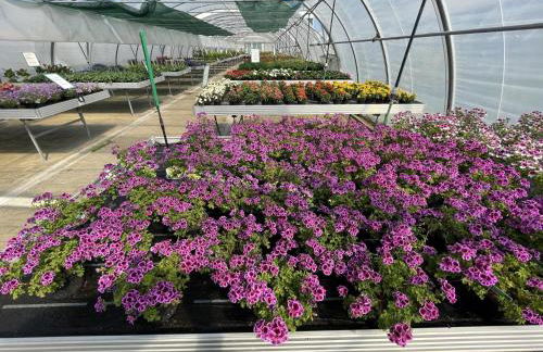 Ferienwohnungen am Louisenteich - Foto 13