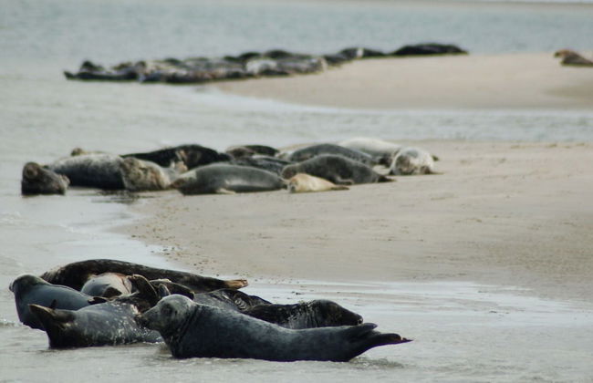 Apartment on Texel Near De Koog Beach - Foto 28
