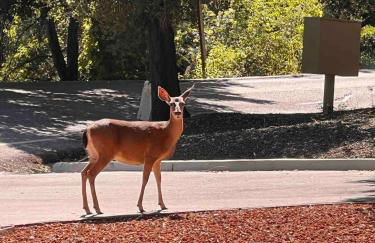 Cozy Home in Saratoga - Foto 12