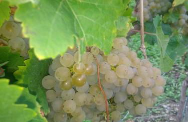 Ferienwohnungen Felten in Minheim - Foto 43