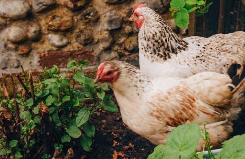 Sparrows Nest - Uk50109 - Foto 15