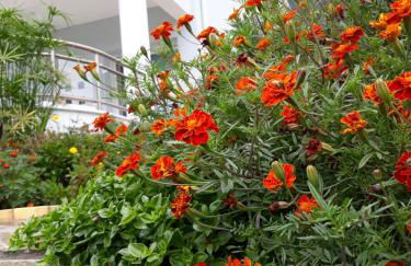 Olive Garden Villas and Apartments - Foto 19