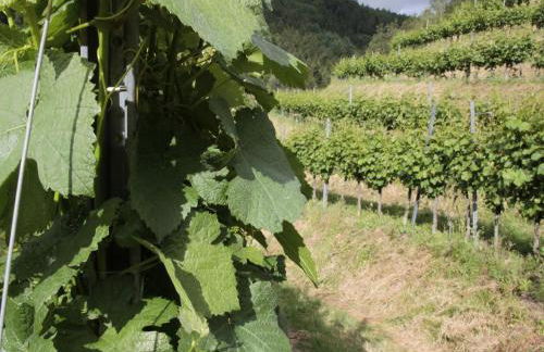 Ferienhof Giedensbach - Foto 17