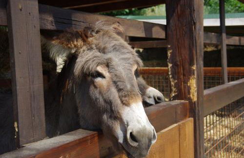 Agriturismo Casa Villi - Foto 36