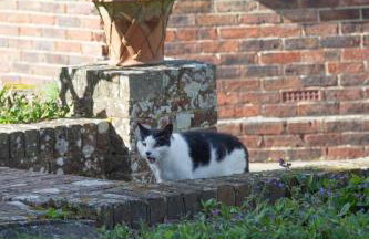 Pekes Tudor View - Foto 12