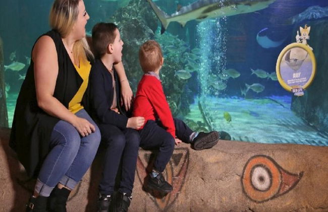 SEA LIFE - Billet - Photo 3