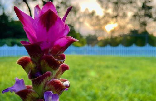 New Design-Movie Night Bar-Fire Pit-Hammocks-Games - Foto 23