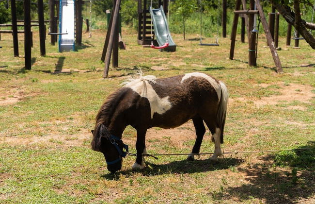 Agriturismo Sant'Andrea - Foto 41
