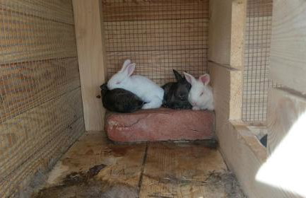 Family friendly house with a swimming pool Popovici, Zagora - 14074 - Photo 13