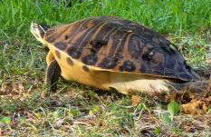 Wise Owl Retreat on the River - Foto 34