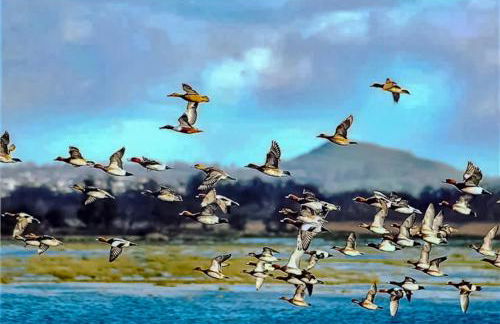 Goose Feather Barn, Wedmore luxury cottage for two - Foto 29