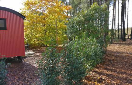 Forest Heath Shepherd's Huts - Foto 12