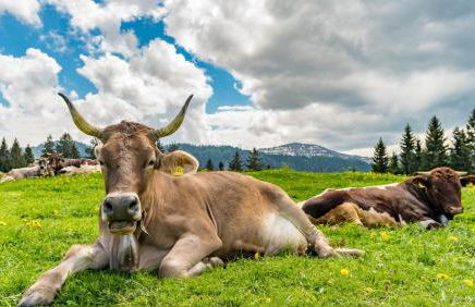 Vital Lodge Allgäu - Foto 27