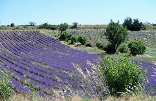La Terrasse d'Oléa, au coeur du village - Foto 39