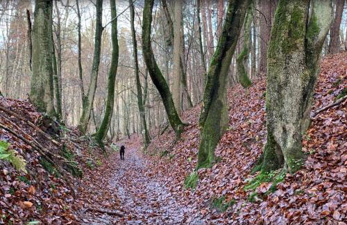 Gael Stary Rynek 1 - Foto 33