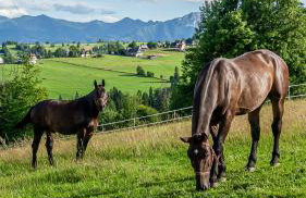 Tatra Bjerge View - Foto 44
